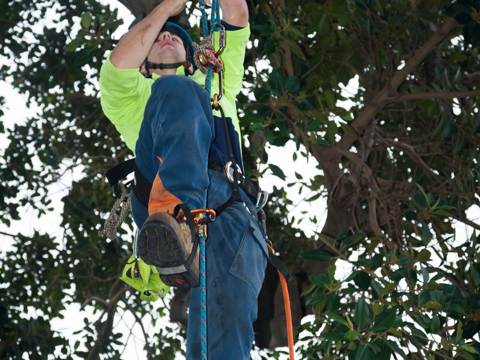 Qualified arborist working in a mature tree during a risk assessment in Newport