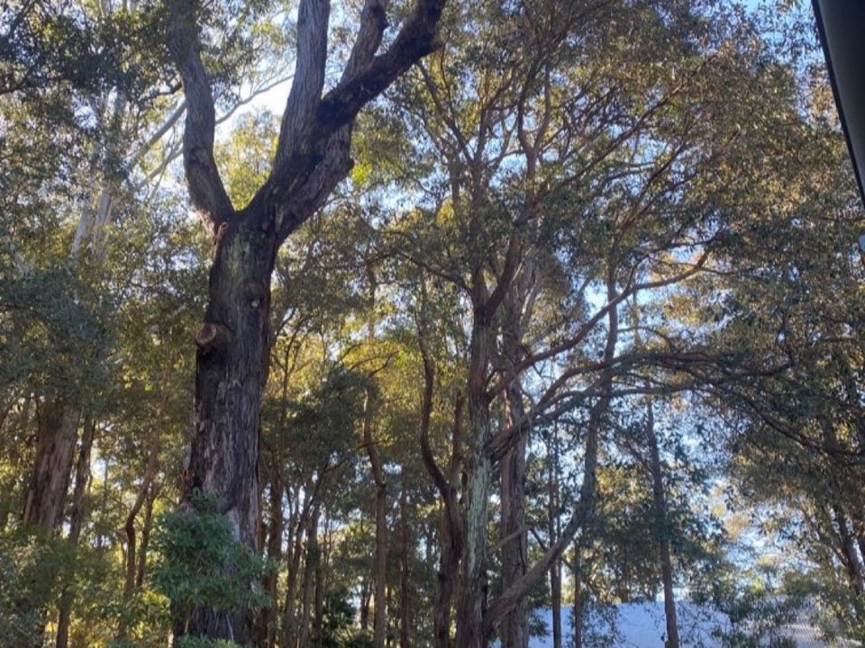 Mature trees in a Newport parkland setting due for routine re-inspection